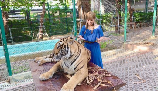 【タイ プーケット】トラと一緒に写真が撮れるTiger Kingdomを体験！！